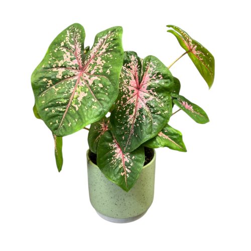Caladium bicolor 'Carolyn Whorton'
