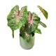 Caladium bicolor 'Carolyn Whorton'