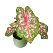 Caladium bicolor 'Carolyn Whorton'