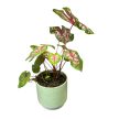 Caladium bicolor 'Carolyn Whorton'