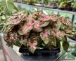 Caladium bicolor 'Carolyn Whorton'