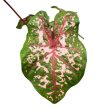 Caladium bicolor 'Carolyn Whorton'