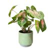 Caladium bicolor 'Carolyn Whorton'