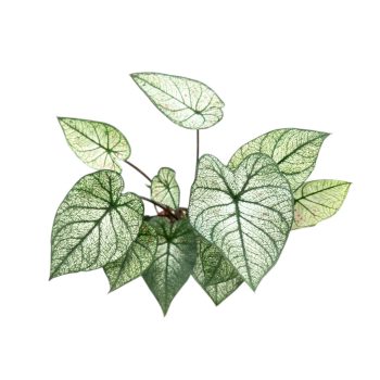 Caladium bicolor 'Cranberry' (Inplanted)