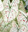 Caladium bicolor 'Cranberry' (Inplanted)
