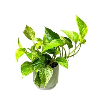 Epipremnum aureum 'Marble Queen'