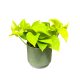 Epipremnum aureum 'Neon'