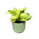 Epipremnum aureum 'Happy Leaf'