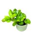 Epipremnum aureum ‘Global Green’