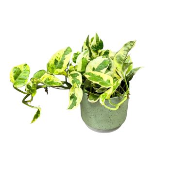 Epipremnum aureum 'N'Joy'