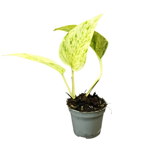 Epipremnum aureum 'Snow Queen' mini (Inplanted)