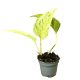 Epipremnum aureum 'Snow Queen' mini (Inplanted)
