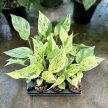 Epipremnum aureum 'Snow Queen' mini (Inplanted)