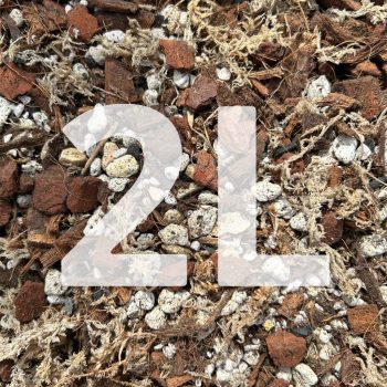 Inplanted mix 2L - Paphiopedilums