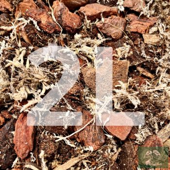 Inplanted mix 2L - Ferns & Anthuriums