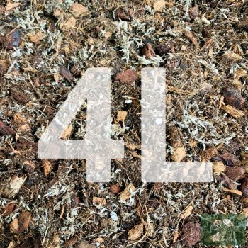 Inplanted mix 4L - Cymbidiums