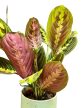 Maranta leuconeura 'Tricolor'