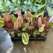 Maranta leuconeura 'Tricolor'