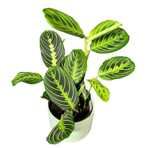 Maranta leuconeura var. erythroneura 'Lemon Lime'