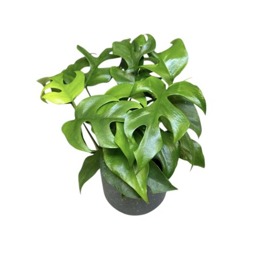 Rhaphidophora tetrasperma (Monstera Minima)