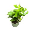 Rhaphidophora tetrasperma (Monstera Minima) extra