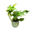 Rhaphidophora tetrasperma (Monstera Minima)