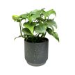 Rhaphidophora tetrasperma (Monstera Minima)