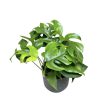 Rhaphidophora tetrasperma (Monstera Minima)