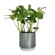 Rhaphidophora tetrasperma (Monstera Minima)
