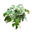 Rhaphidophora tetrasperma (Monstera Minima)
