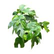 Rhaphidophora tetrasperma (Monstera Minima)