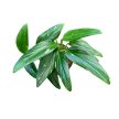 Monstera standleyana ‘Variegata’ (Inplanted)