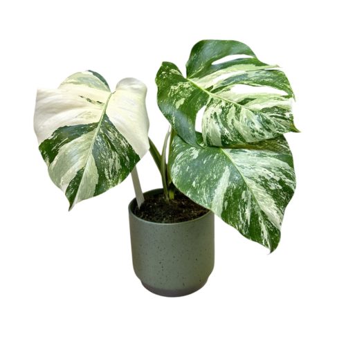 Monstera deliciosa 'Variegata' (M)