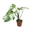 Monstera deliciosa 'Variegata'