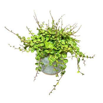 Peperomia prostrata (12 cm)