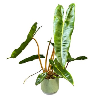 Philodendron billietiae (XL)