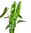 Philodendron billietiae (XL)