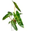 Philodendron billietiae (XL)