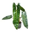 Philodendron billietiae (XL)