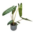 Philodendron billietiae (XL)