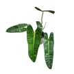 Philodendron billietiae (XL)
