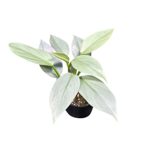 Philodendron hastatum ‘Silver’ (Inplanted)
