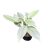 Philodendron hastatum ‘Silver’ (Inplanted)