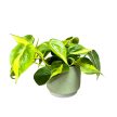 Philodendron scandens 'Brasil'