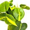 Philodendron scandens 'Brasil'
