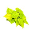 Philodendron scandens 'Lemon Lime' (Inplanted)