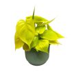 Philodendron scandens 'Lemon Lime' (Inplanted)