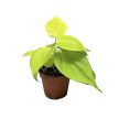 Philodendron scandens 'Lemon Lime' (Inplanted)