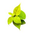 Philodendron scandens 'Lemon Lime' (Inplanted)