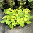 Philodendron scandens 'Lemon Lime' (Inplanted)